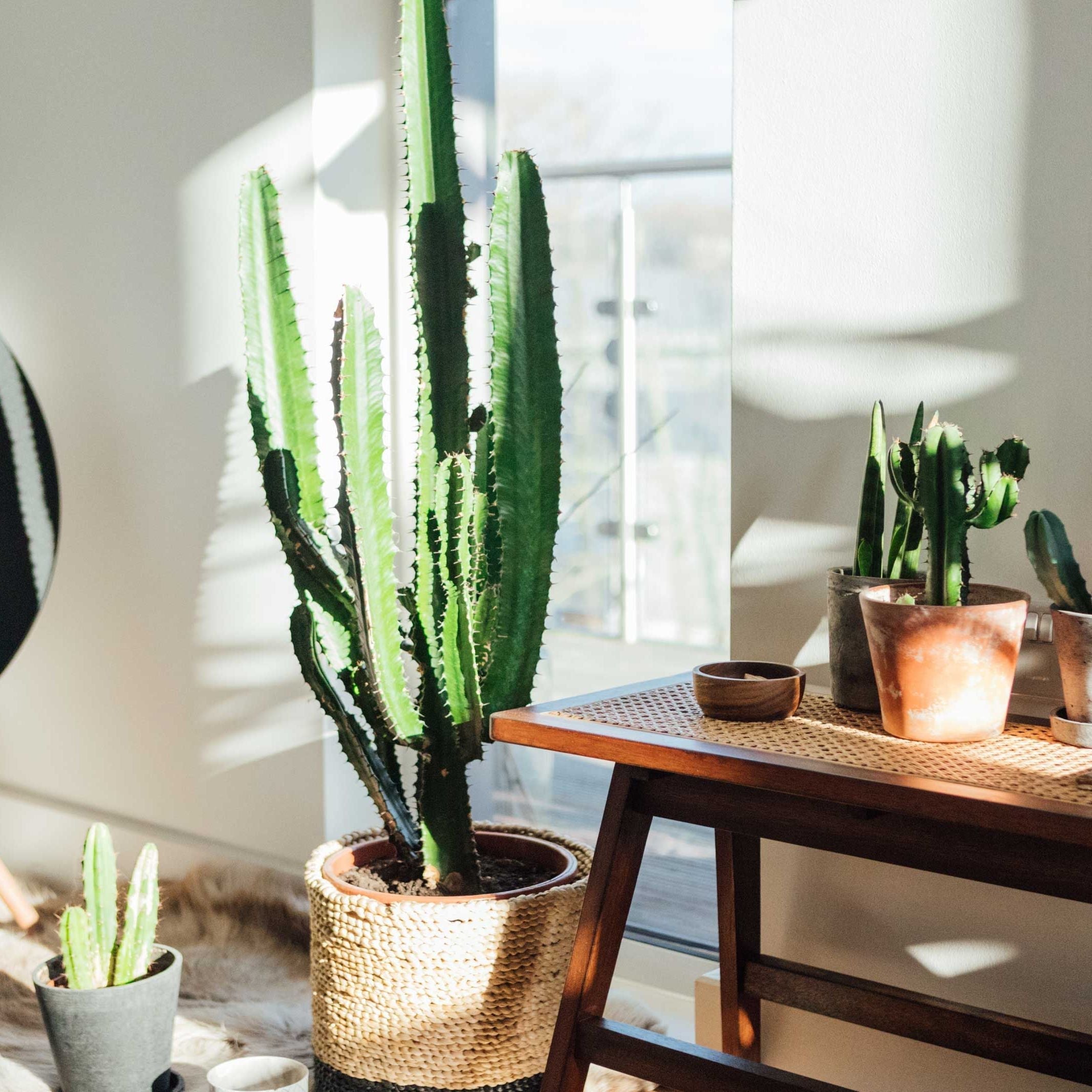 🌵 Cactussen in je interieur: stijlvol, gezond en verrassend veelzijdig!