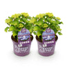 Green boutiQ - Terrasplant - Hortensia - Hydrangea Forever & Ever - Blauw - 7-12 Bloemen - 2 Planten - Pot 23cm Hoogte 55cm