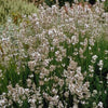 60x Lavandula int. 'Edelweiss' - ↕10-25cm - Ø9cm