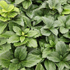 60x Pachysandra terminalis - ↕10-25cm - Ø9cm