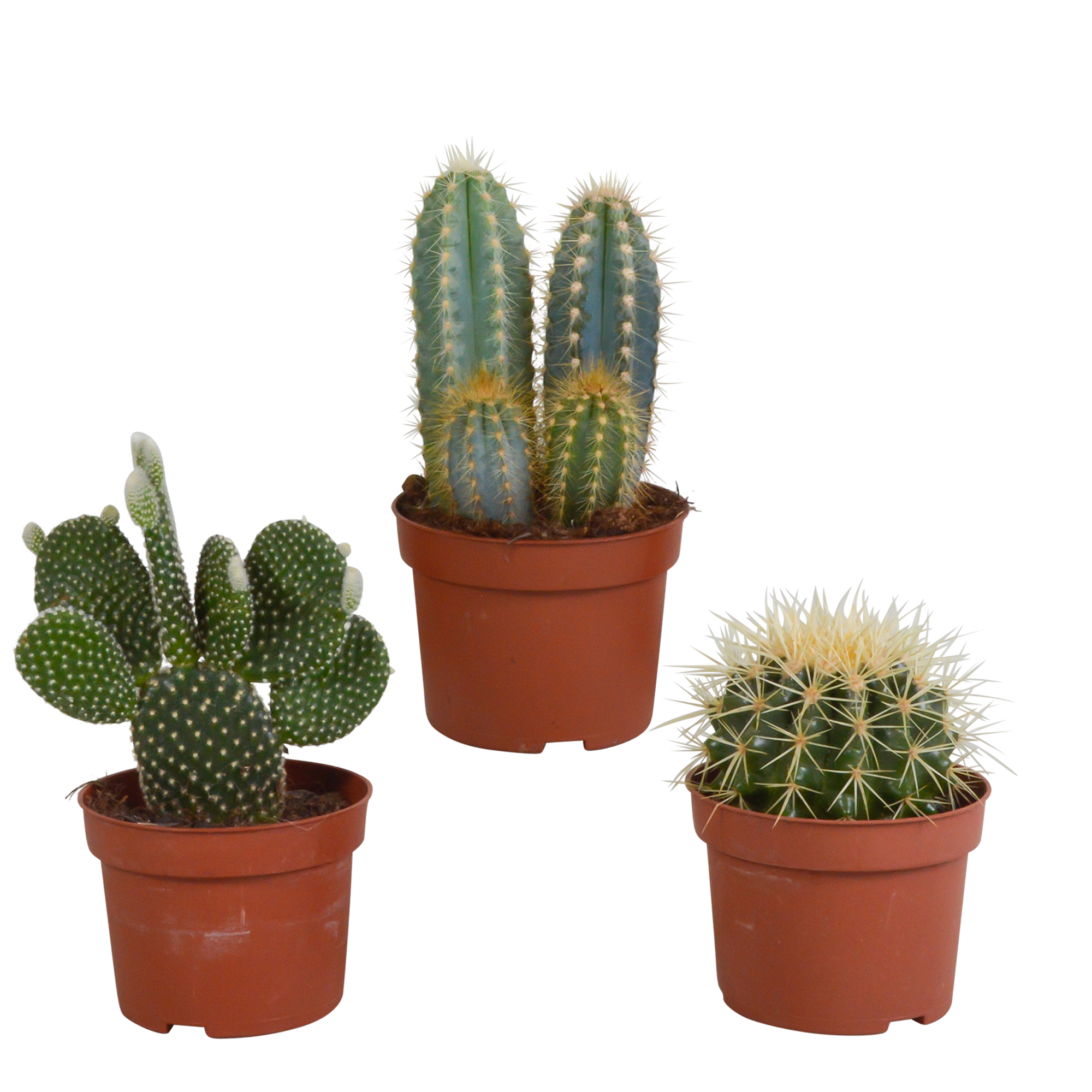 Cactus mix 10.5 cm - 3x - zonder pot