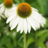 60x Echinacea p. 'White Swan' - ↕10-25cm - Ø9cm