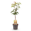 Green boutiQ - Fruitplant - Kersenplant - Prunus avium Regina  - Rode kers - Pot 21cm Hoogte 90cm