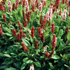 60x Persicaria aff. 'Darjeeling Red' - ↕10-25cm - Ø9cm