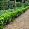12 x 6 pack Euonymus 'Green Spire' - Ø 7 cm - ↨ 15 cm