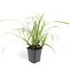 60x Carex morrowii 'Ice Dance' - ↕10-25cm - Ø9cm