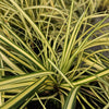 48x Carex oshim. 'Evergold'  - ↕10-25cm - Ø9cm