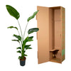 Strelitzia Nicolai - 170 cm - ⌀24