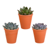 Echeveria mix 8.5 cm - 3x - in terracotta pot
