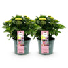 Green boutiQ - Terrasplant - Hortensia - Hydrangea Magical Revolution Pink - Pink - 6-10 Bloemen - 2 Planten - Pot 23cm Hoogte 55cm