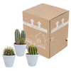 Cactus mix 8.5 -3x - cm in witte pot