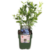 6 x Bosbessenplanten BIO - Ø 13 cm - ↨ 20 cm
