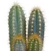 Cactus mix 8.5 -3x - cm in witte pot
