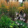 60x Calamagrostis acut. 'Karl Foerster'  - ↕10-25cm - Ø9cm