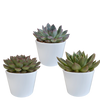 Echeveria mix 10.5 cm - 3x - in witte pot
