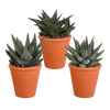 Gasteria/Haworthia mix 8,5cm - 3x - in terracotta pot