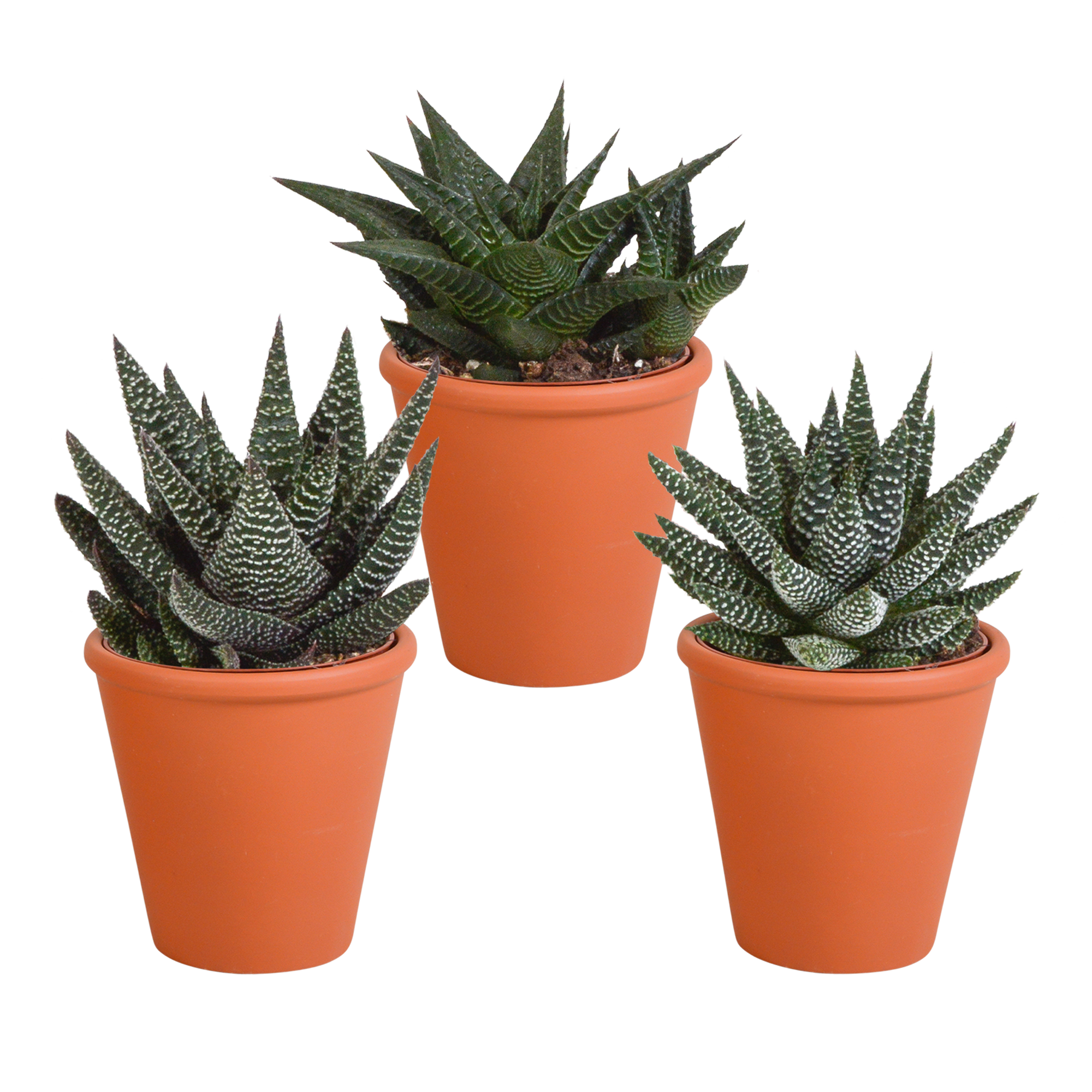 Gasteria/Haworthia mix 8,5cm - 3x - in terracotta pot