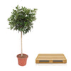 Schefflera Arboricola Compacta plant XXL - 190 cm - ø45