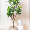 Kunstplant - Dracaena - Drakenboom - 155 cm