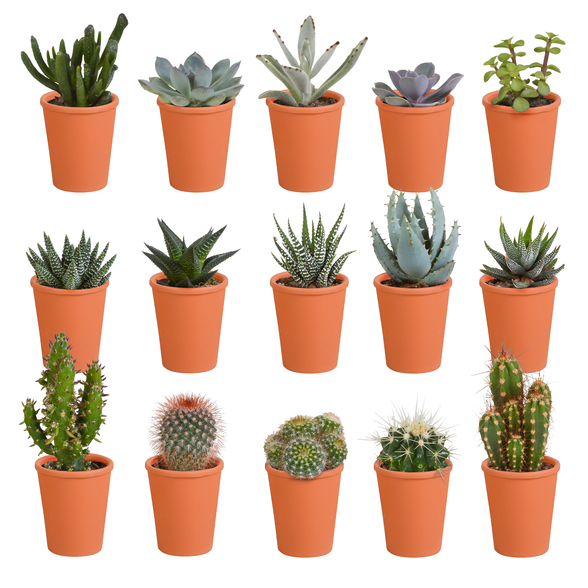 Cactus en vetplanten mix 5.5 cm | 15 stuks - in terracotta pot