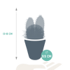 Cactus mix 8.5 -3x - cm in witte pot