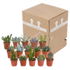 Cactus en vetplanten mix 5.5 cm | 15 stuks - zonder pot