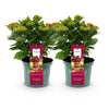 Green boutiQ - Terrasplant - Hortensia - Hydrangea Magical Teusday & Saphire - Rood - 6-10 Bloemen - 2 Planten - Pot 23cm Hoogte 55cm