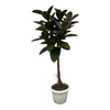 Ficus Elastica Robusta stam - 130 cm - Ø24cm