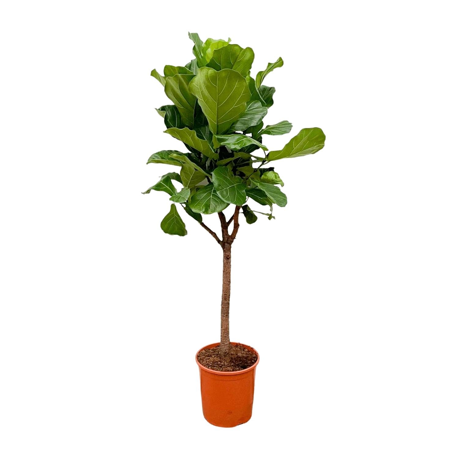 Ficus Lyrata plant XXL - 180cm - ⌀30