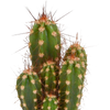 Cactus en vetplanten mix 5.5 cm | 15 stuks - zonder pot