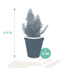 Cactus en vetplanten mix 5.5 cm | 15 stuks - in terracotta pot
