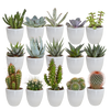 Cactus en vetplanten mix 5.5 cm | 15 stuks - in witte pot