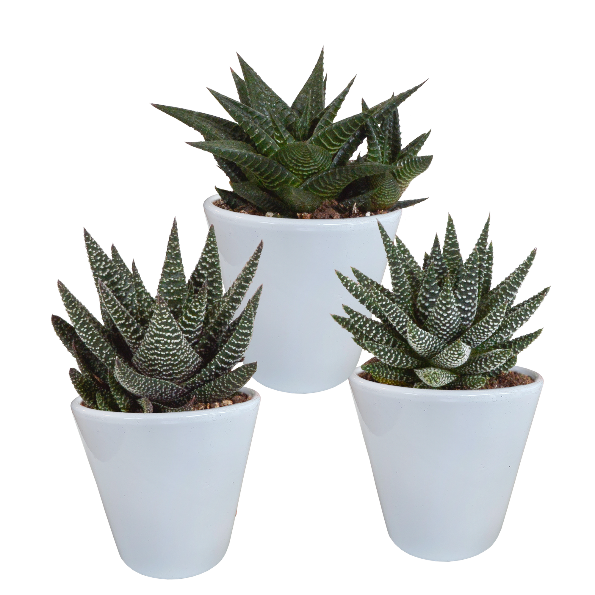 Gasteria/Haworthia mix 8,5cm - 3x - in witte pot