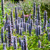 60x Agastache 'Black Adder' - ↕10-25cm - Ø9cm
