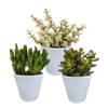 Crassula mix 8.5 cm - 3x - in witte pot