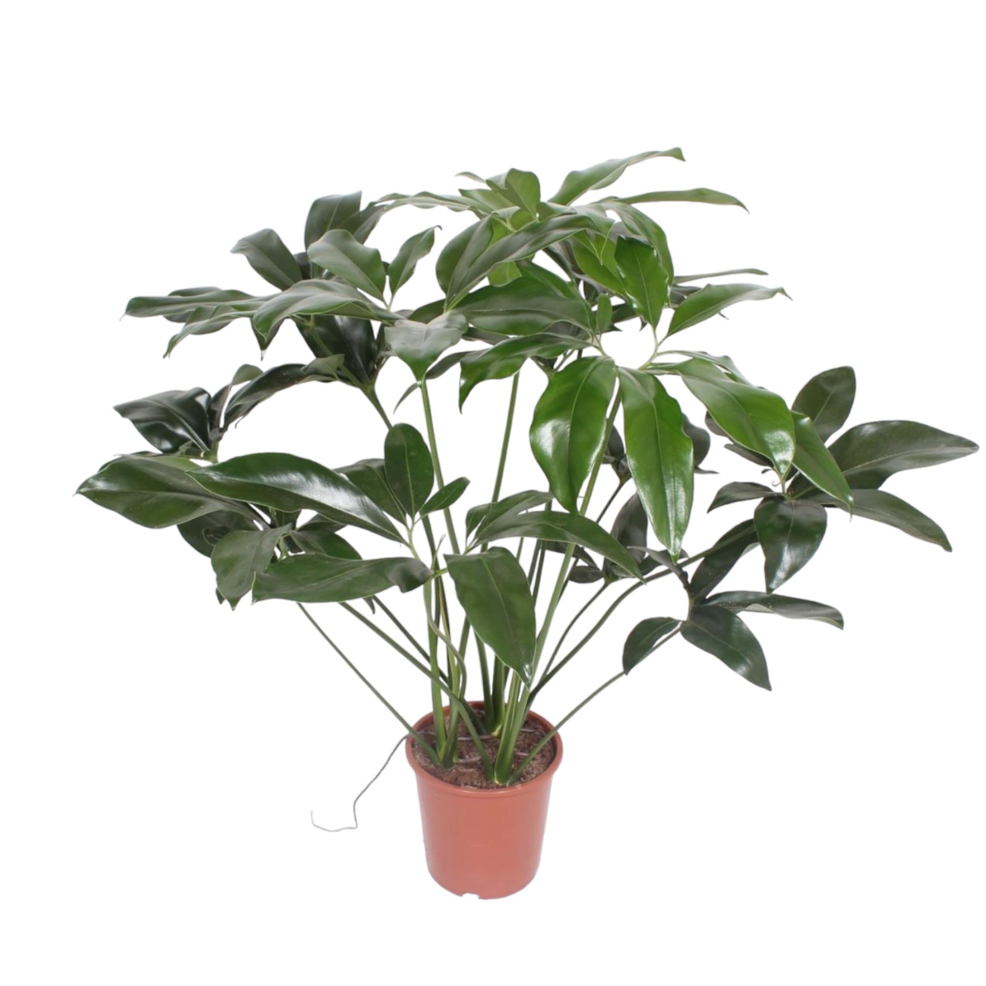 Philodendron Green Wonder - 120 cm - ø24