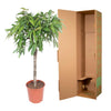 Ficus Amstel King - 130 cm - ø30