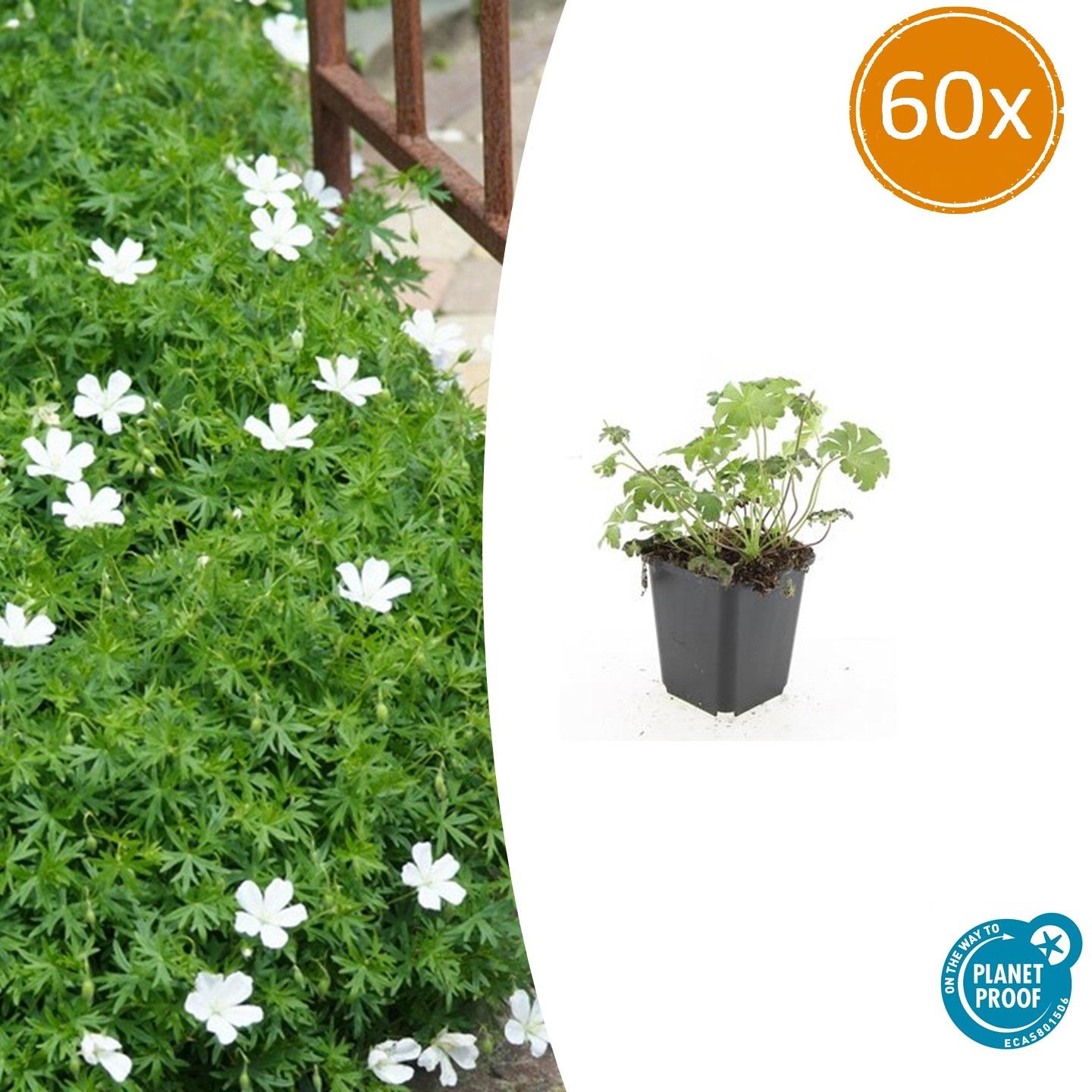 60x Geranium sang. 'Album' - ↕10-25cm - Ø9cm