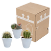 Bolcactus mix 8,5 cm | 3 stuks - in witte pot