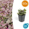 60x Ajuga reptans 'Burgundy Glow' - ↕10-25cm - Ø9cm