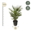 Chamaerops Humilis - 150cm- ø30