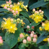 60x Hypericum inodorum 'Annebel' - ↕10-25cm - Ø9cm