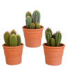 Cereus mix 10,5cm - 3x - in terracotta pot