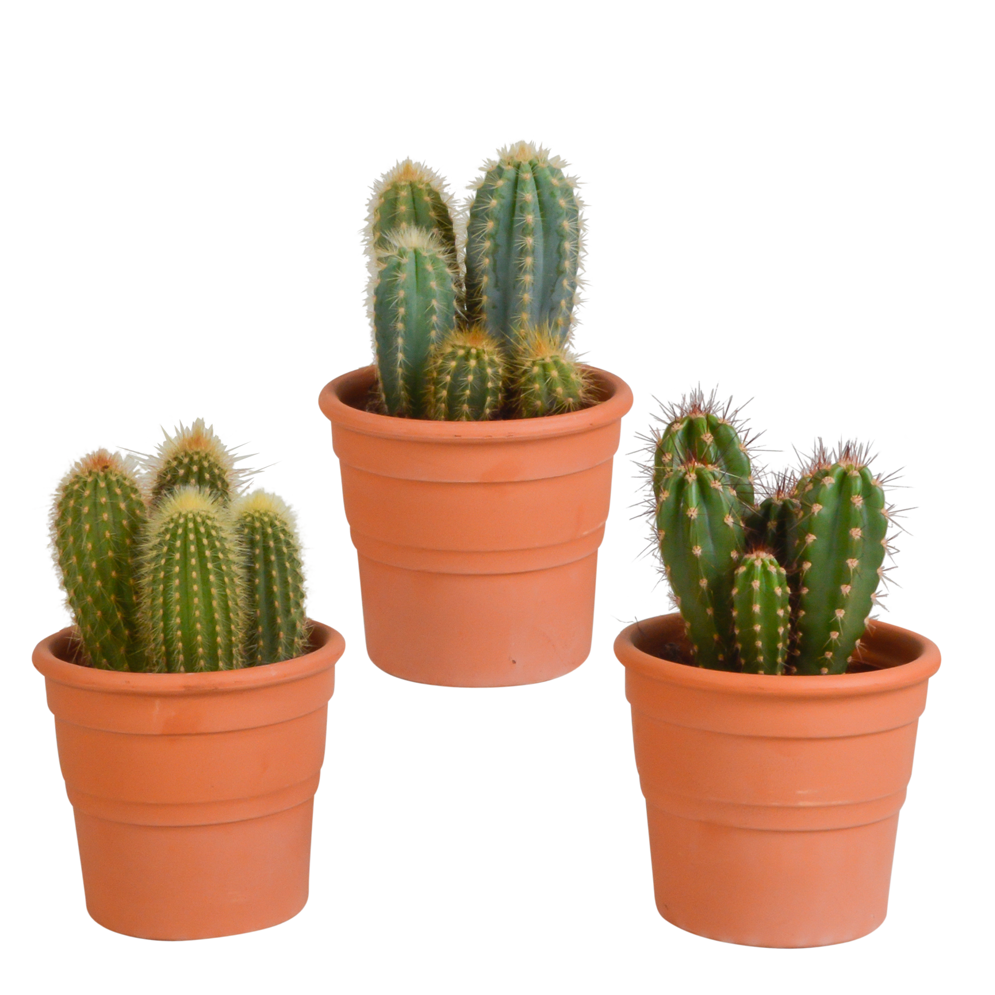 Cereus mix 10,5cm - 3x - in terracotta pot