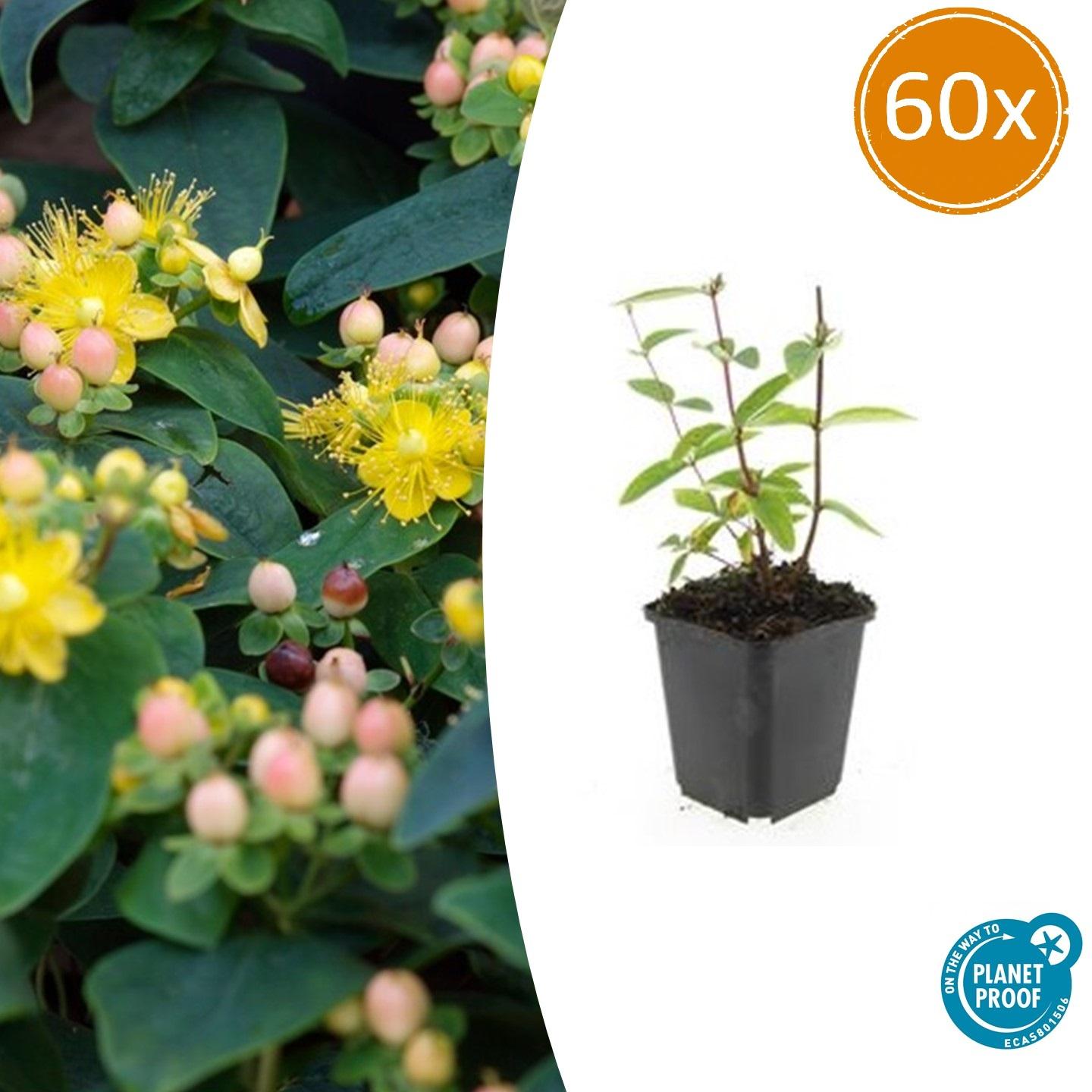 60x Hypericum inodorum 'Annebel' - ↕10-25cm - Ø9cm