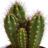 Cereus mix 10,5cm - 3x - zonder pot