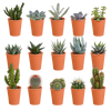 Cactus en vetplanten mix 5.5 cm | 15 stuks - in terracotta pot