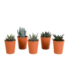 Gasteria/Haworthia mix 5,5cm - 5x - in terracotta pot