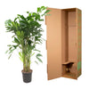 Caryota Mitis - 160 cm - ø24
