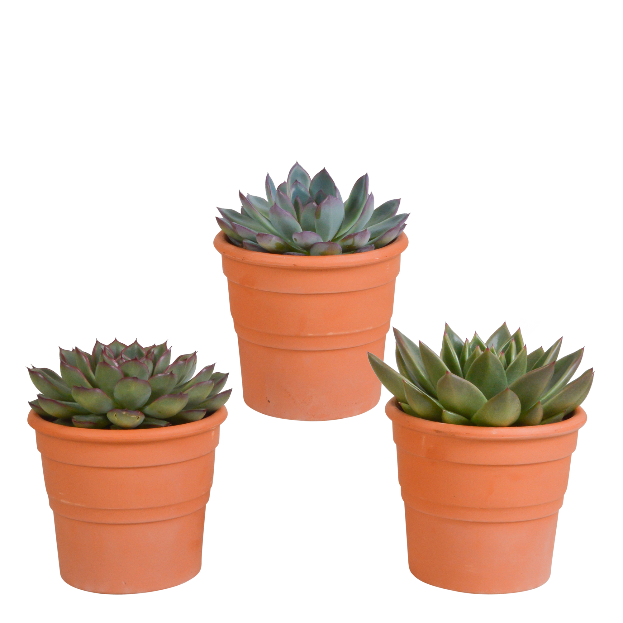 Echeveria mix 10.5 cm - 3x - in terracotta pot